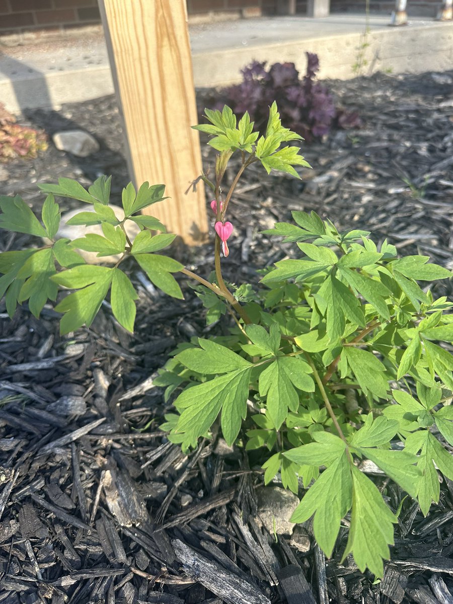 Aubs “CEO of Curly haired Giyuu” tweet media