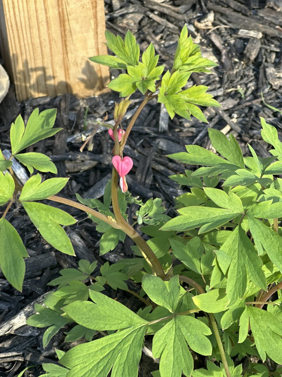 Aubs “CEO of Curly haired Giyuu” tweet media