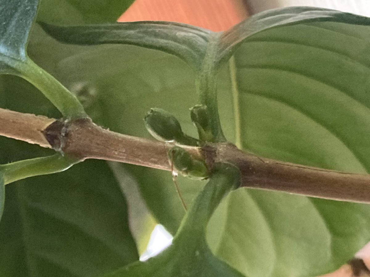 MIC@みっちゃん tweet media