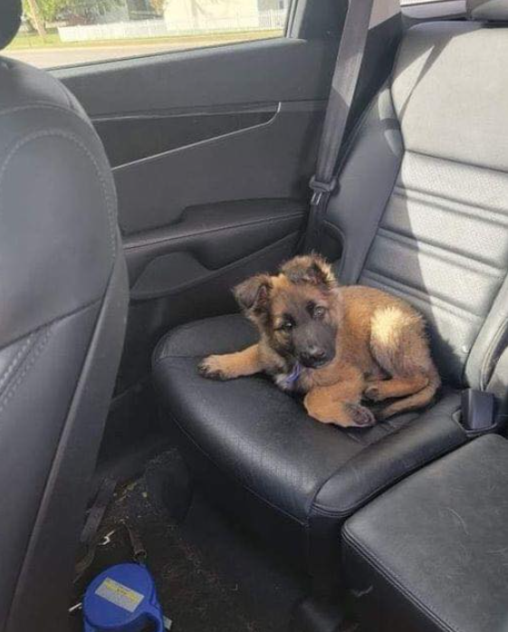 Best in Dogs tweet media