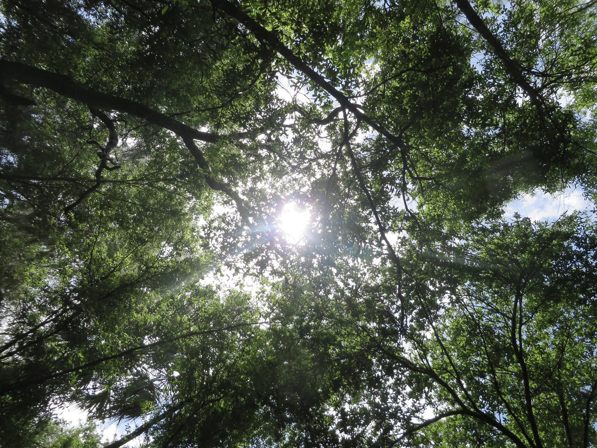 evil elly tweet media