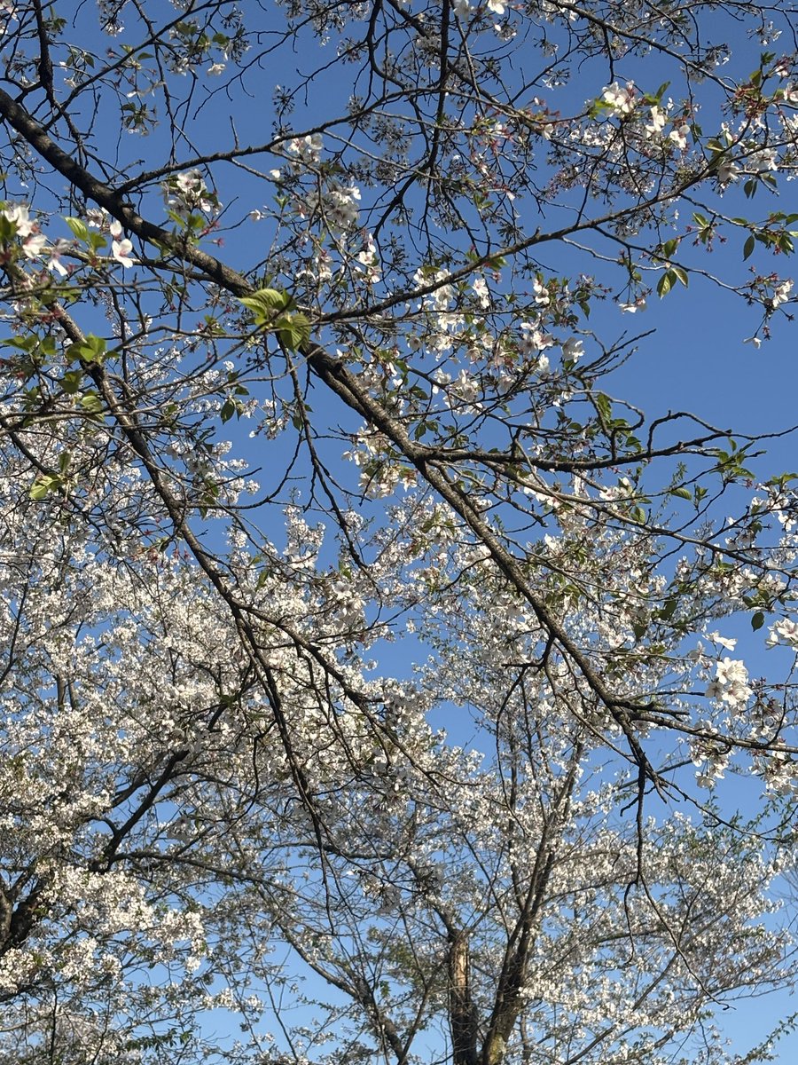 6B4A2B_'s tweet photo. めるちとお花見❕帰りに縁石につまずいて大コケしてて笑ったまた行こうね🫶 https://t.co/RF9V7zDVqO