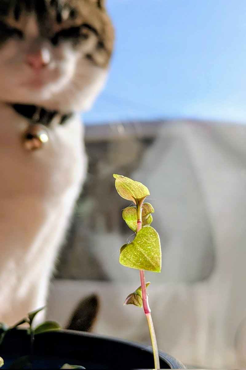 x_howz's tweet photo. 全滅したと思ってたのに嬉しい🌱✨
まめちゃん食べないでね🤭 https://t.co/qxW5l9KgYL