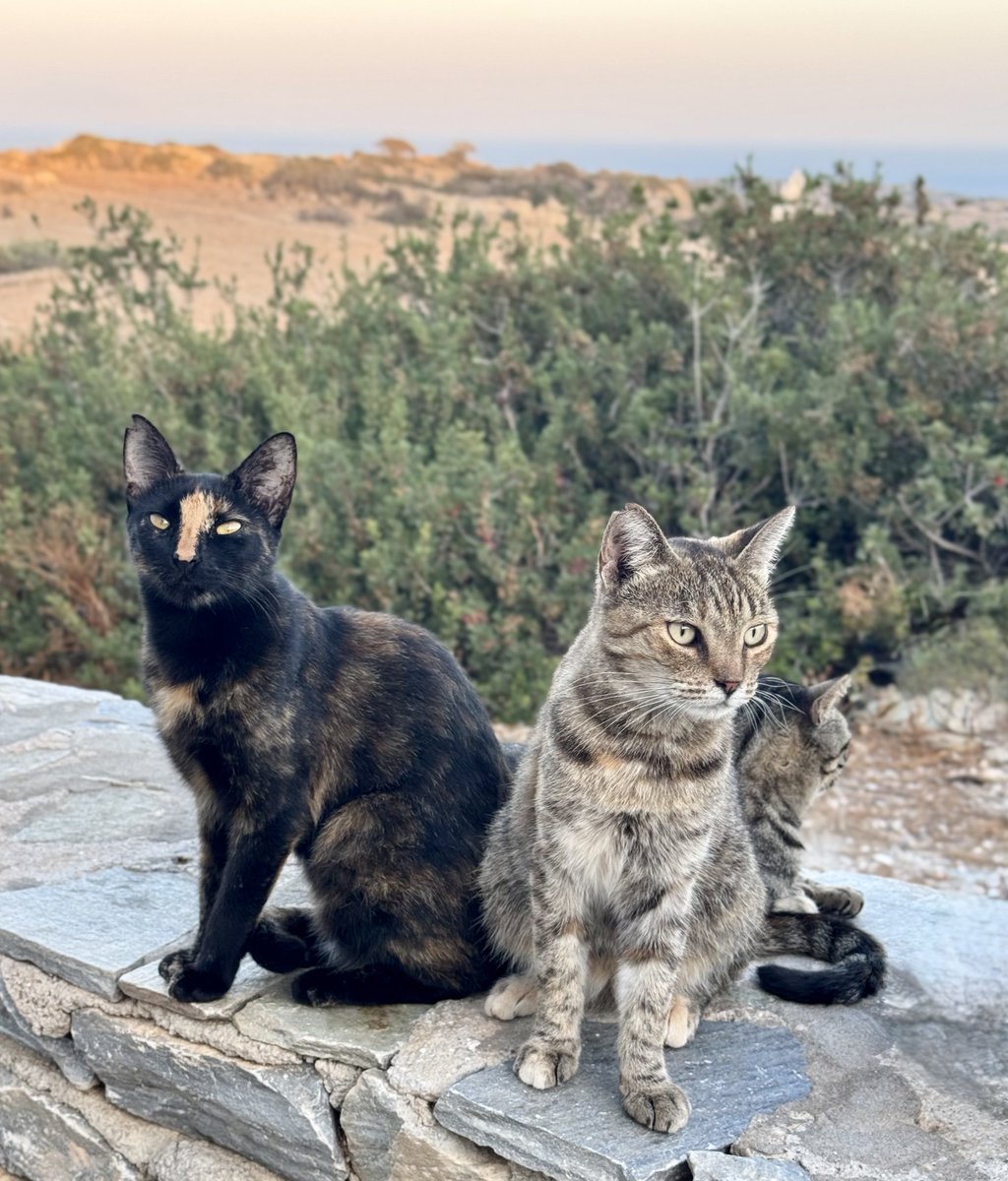 Cats of Iraklia tweet media