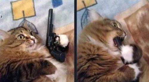 ЅŁσѕ† 🍁 tweet media