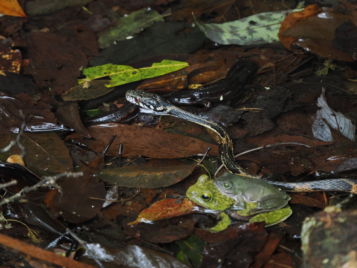 湖畔ノ森 tweet media