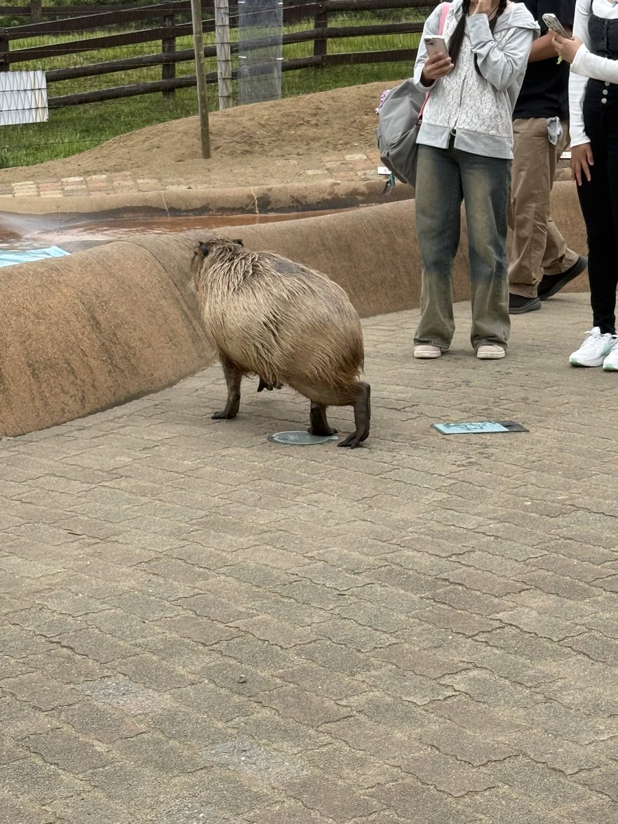 🇪🇸 « Los buenos artistas copian, los grandes artistas roban. »

🇬🇧 “Good artists copy, great artists steal.”

🇯🇵 良い芸術家は真似る。偉大な芸術家は盗む

2025.May📸 あっ、見つかっちゃった

#カピバラ
#水豚
#パブロピカソ 
#Capybara 
#千葉 #マザー牧場