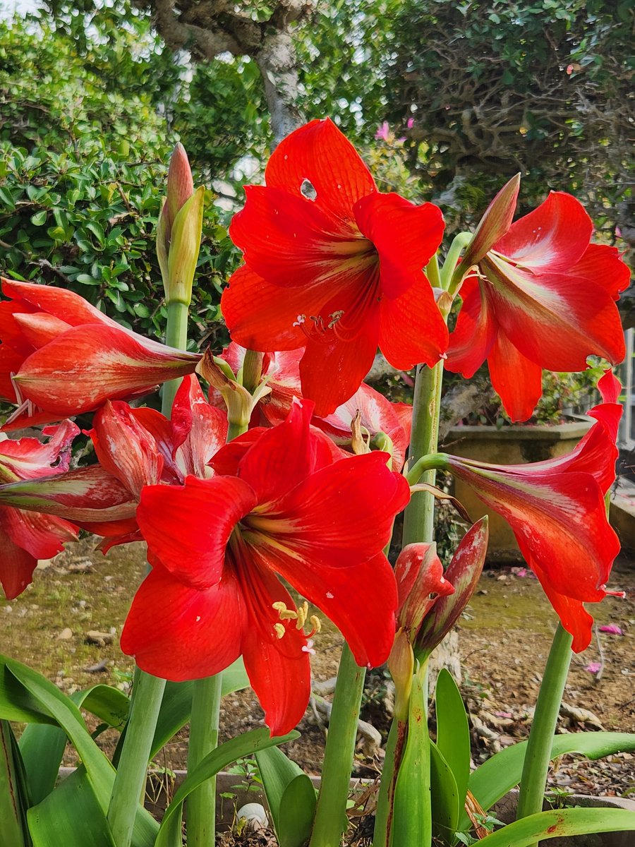 ハイハンブル tweet media