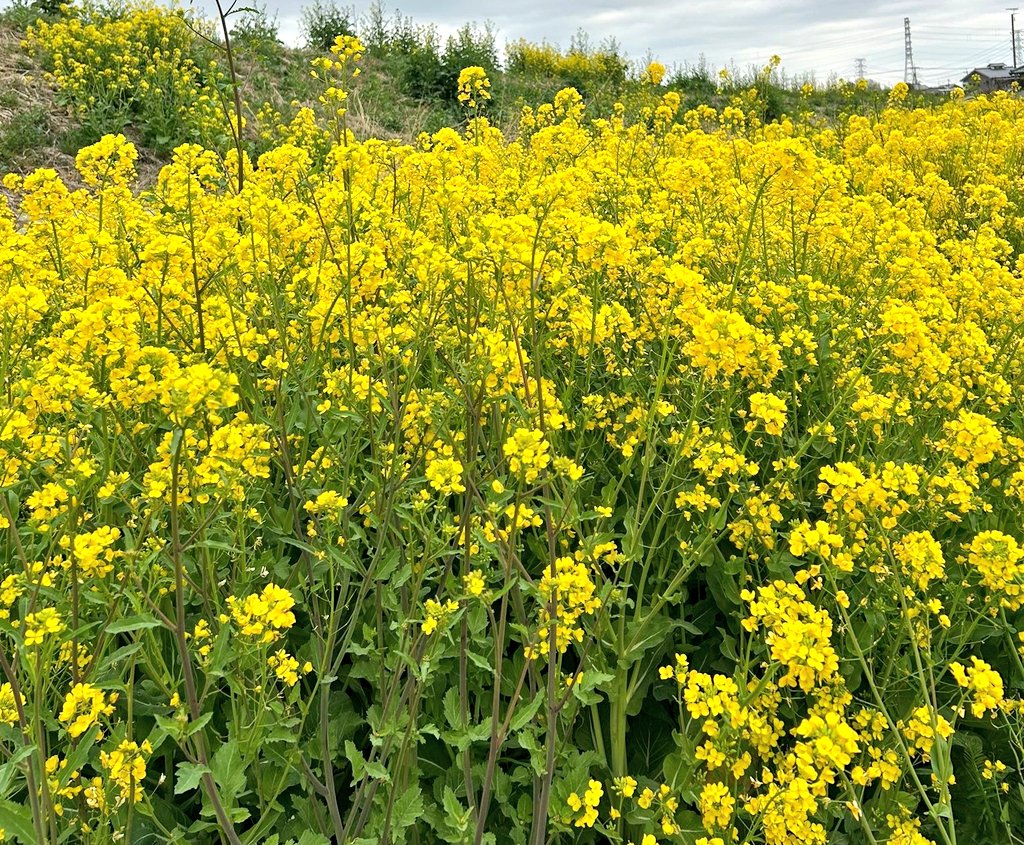 斉藤　渚 tweet media