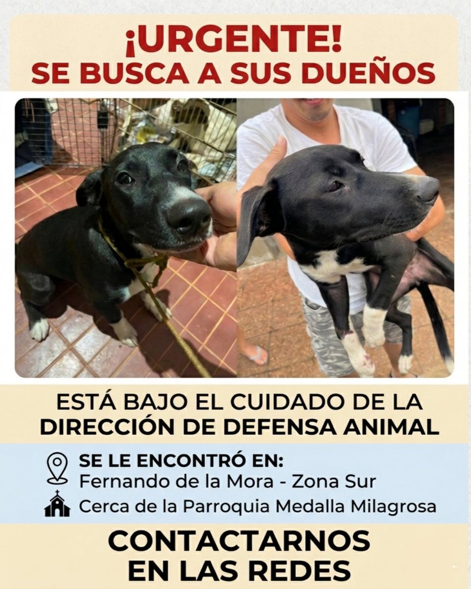 🔴Perrita Milagros Busca a sus dueños🔴

Denuncia - 8952/26

Solicitamos la colaboración de la ciudadanía para localizar a sus propietarios, ya que se presume que la mascota pudo haberse extraviado de su hogar.