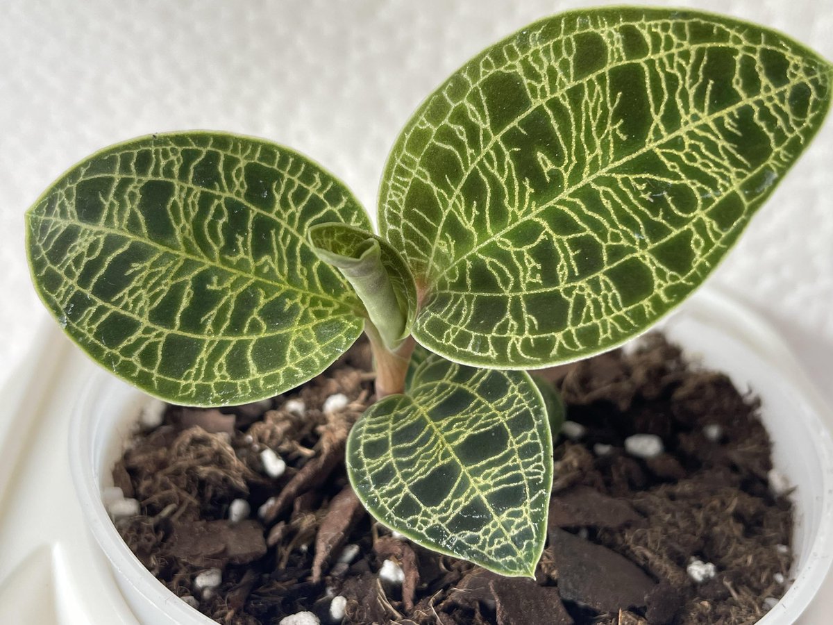 Clem || COMMS OPEN!! tweet media