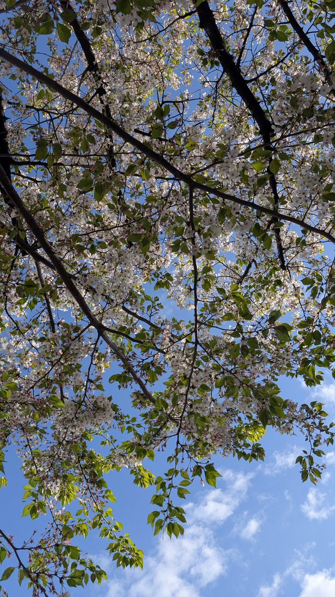 ハル🦀🐰🍄🦝💙 tweet media