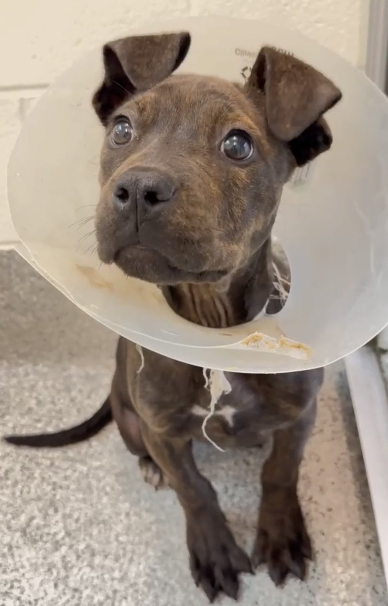 @PawsnTails4TX 🇺🇸🇺🇸🐾🐾 tweet media