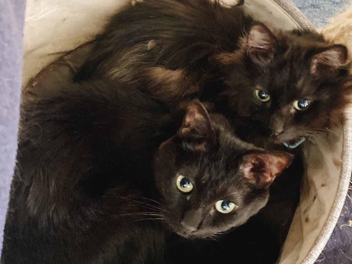 おむすびすとすみす【公式】 tweet media