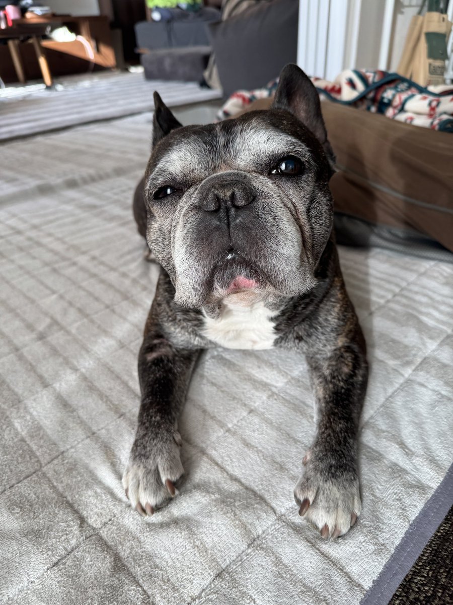 ふむはる tweet media