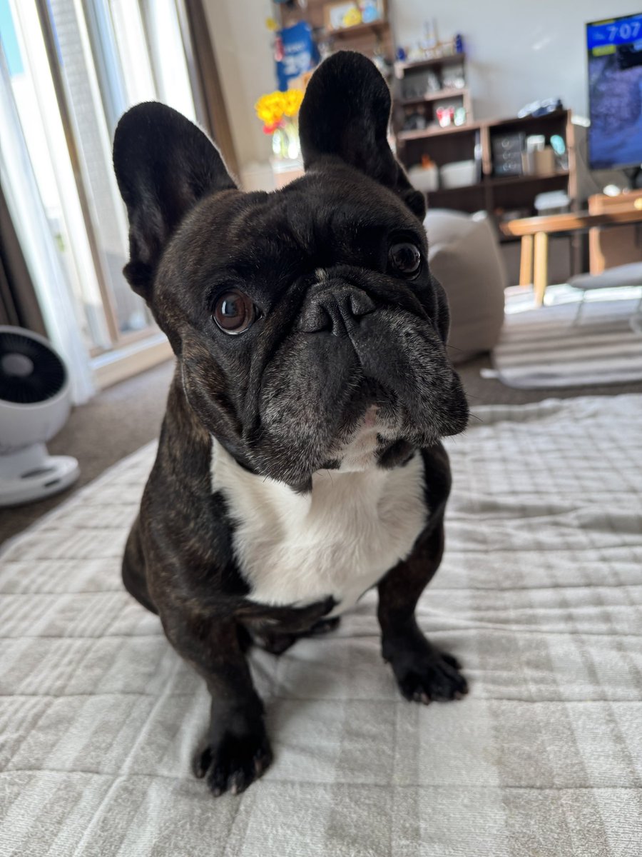 ふむはる tweet media