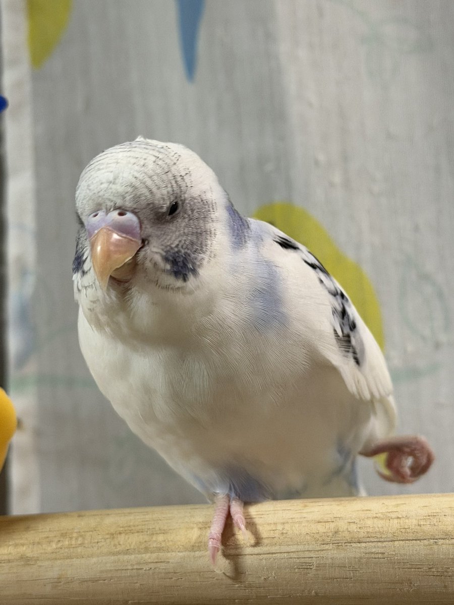 すえなな tweet media