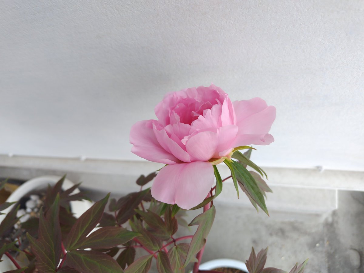 🌷🌼1時間毎に水分を取るんだふーこ🌹🌠🌷 tweet media