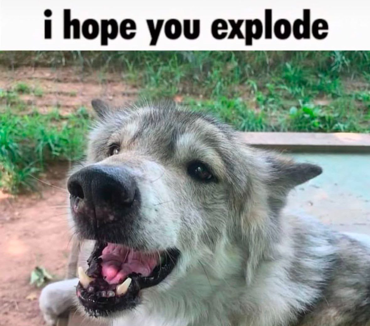 🇱🇧jhon the wolf🇱🇧🏳️‍🌈🍉🔜AC, FM tweet media