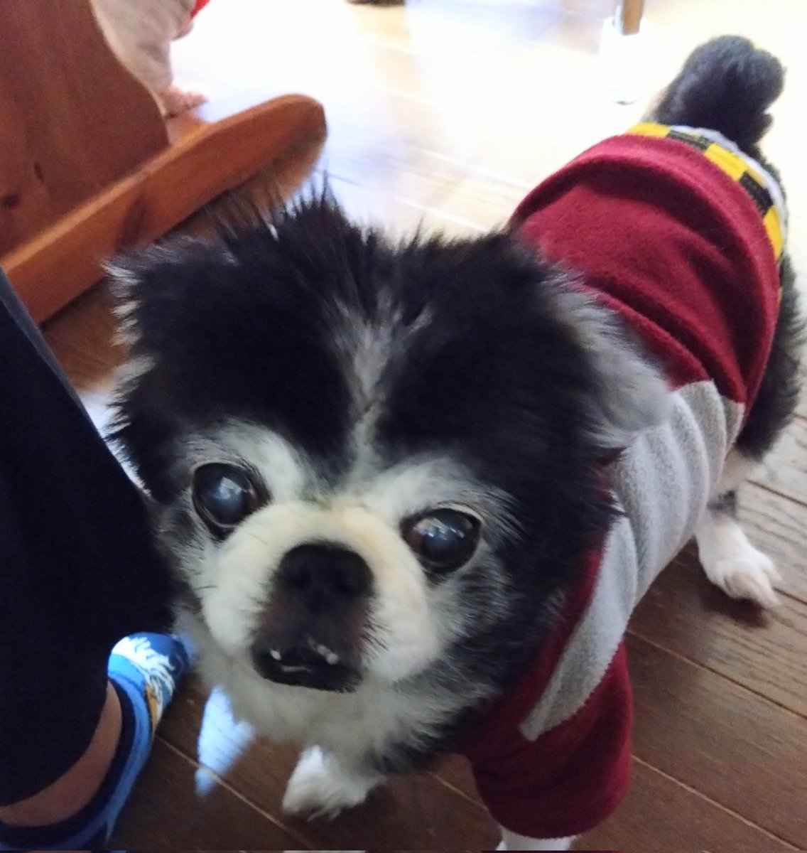 じぃじ tweet media