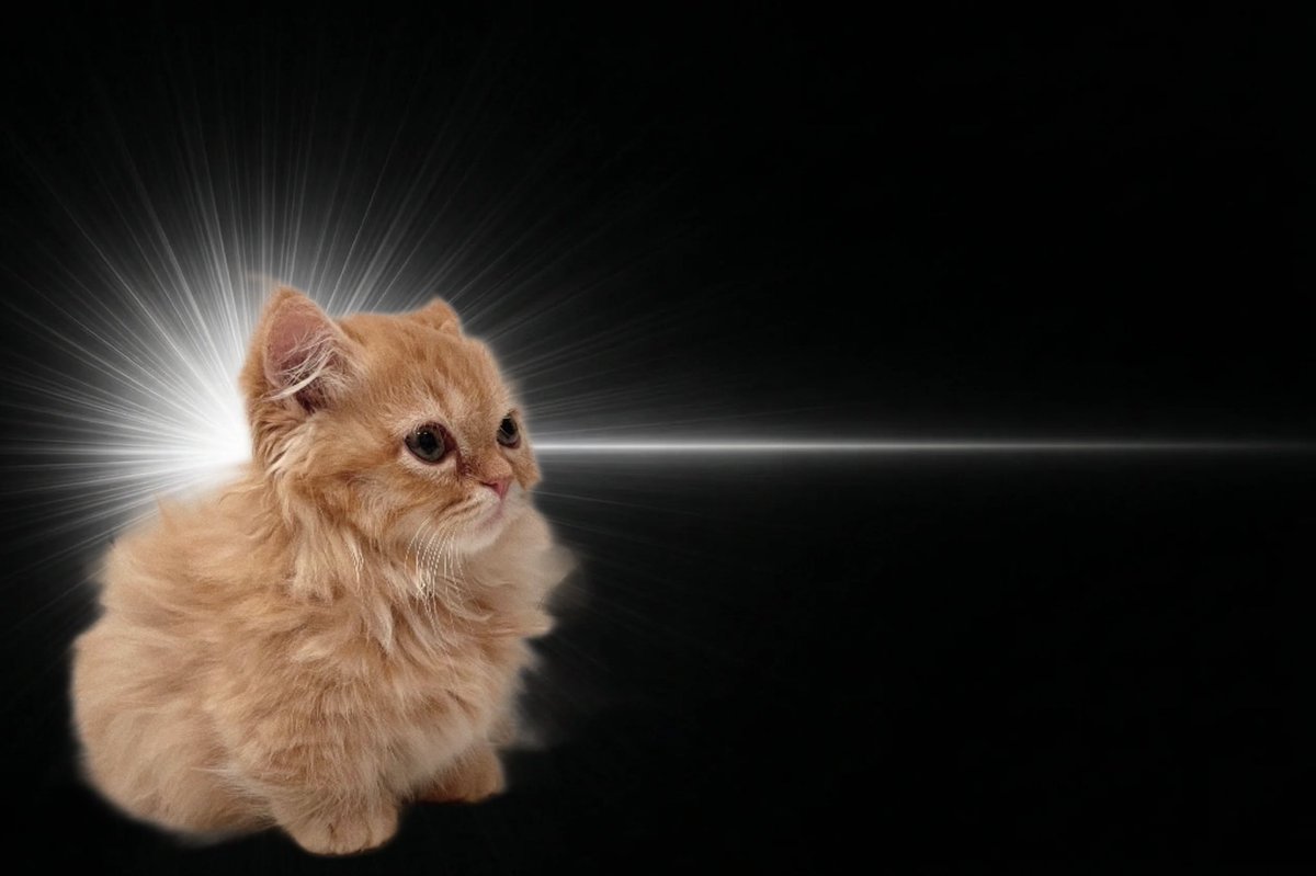 うなねこです。 tweet media