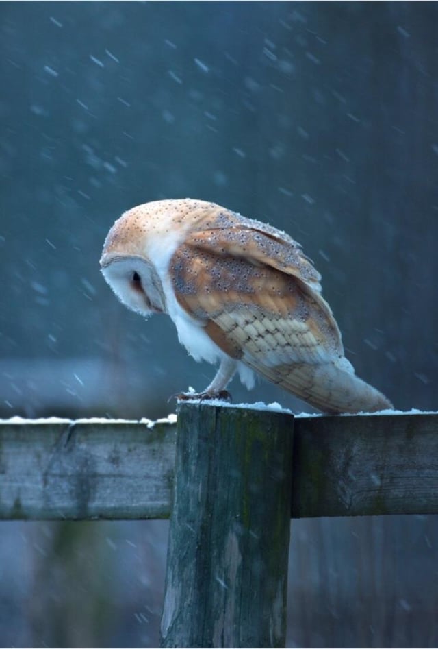 zw.hmtc 🦎 tweet media