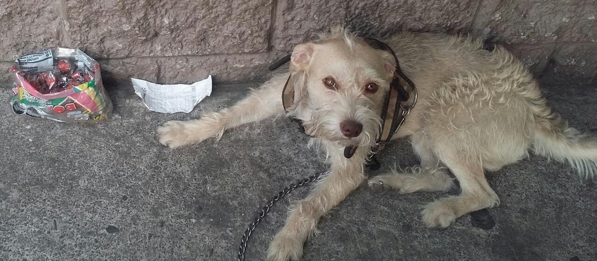 Capy Albures tweet media