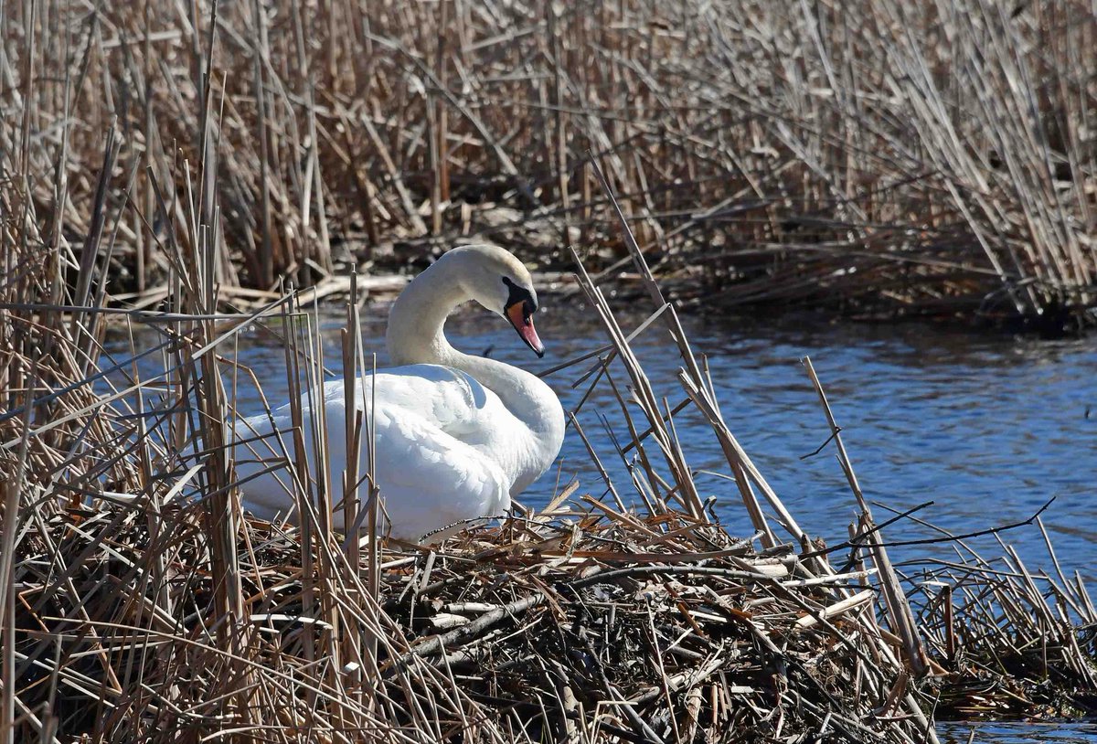 ismajim's tweet photo. Two Swans on Glimmerglass! More coming!! lol https://t.co/pJZGbQYxpy