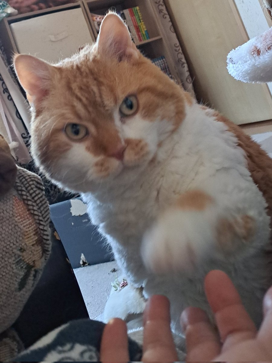 ラムキンのもやし君 tweet media