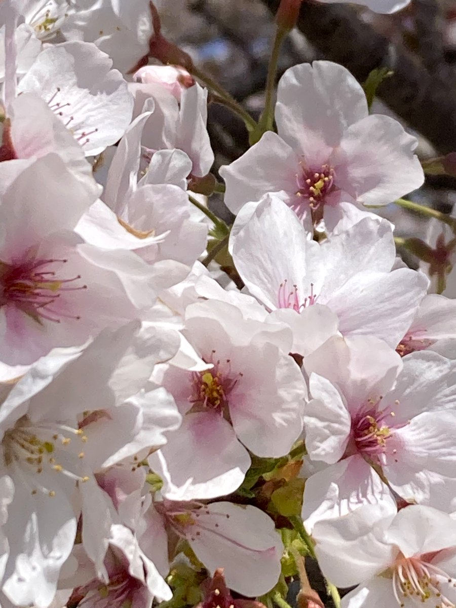 moremore tweet media