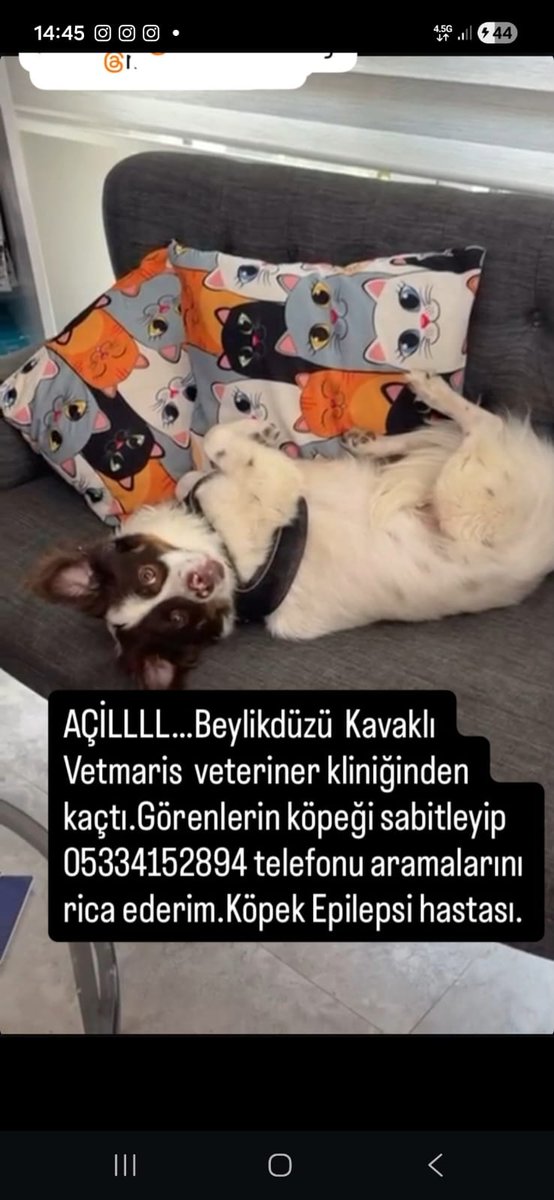 Şerife Öztürk tweet media