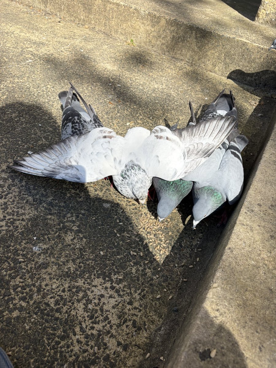 BromptonBunch's tweet image. Sparkles is not at all good at sharing with quite an effective tactic to keep the competition at bay #Pigeons