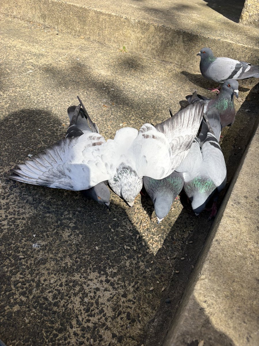 BromptonBunch's tweet image. Sparkles is not at all good at sharing with quite an effective tactic to keep the competition at bay #Pigeons