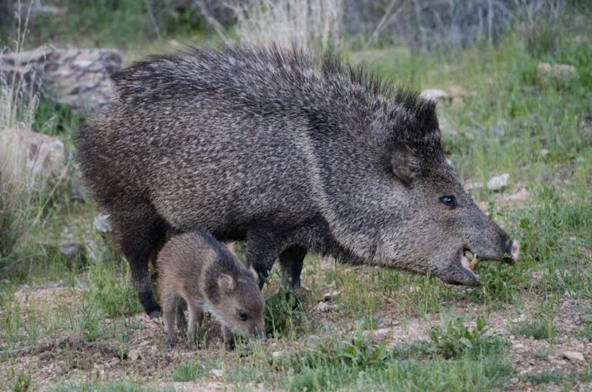 Sashimono 🇺🇸 tweet media