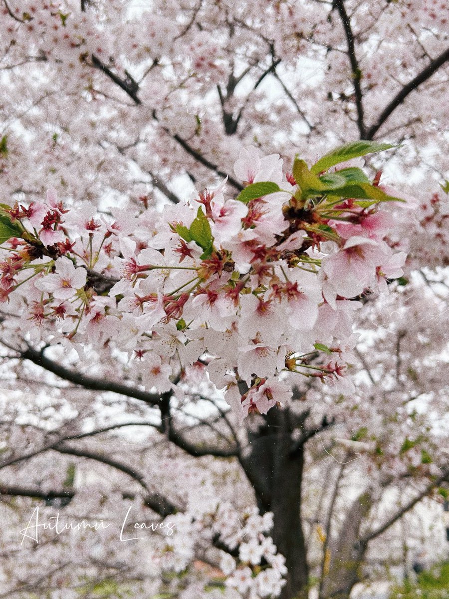 美元智衣 tweet media