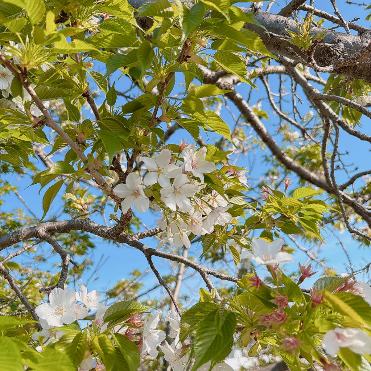 ദി ᷇ᵕ ᷆ ) yuka tweet media