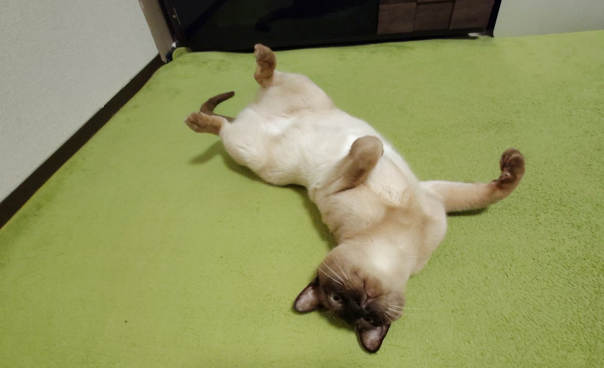 おはようございます🐾
昨晩のモチモチなキスケです。