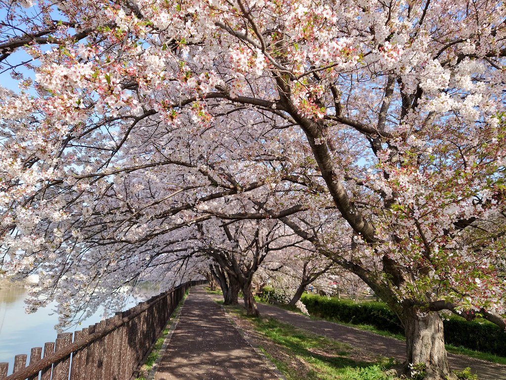 macn(まっくん)1975-F𝕏😎(with Taisei🐧) tweet media