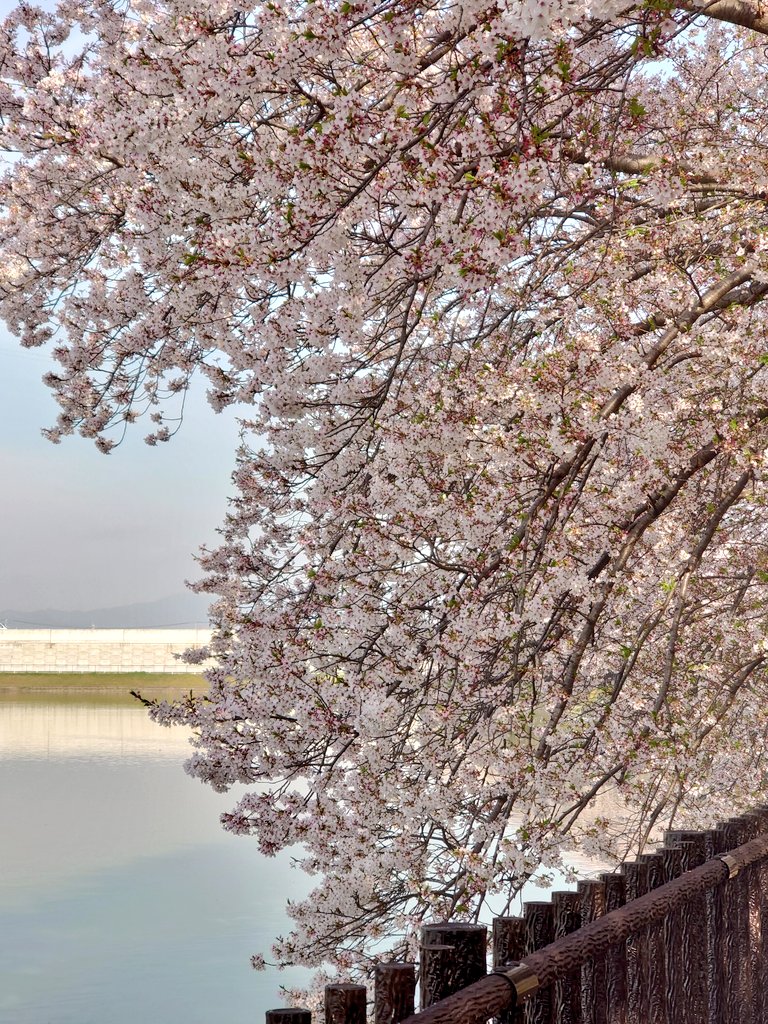 macn(まっくん)1975-F𝕏😎(with Taisei🐧) tweet media