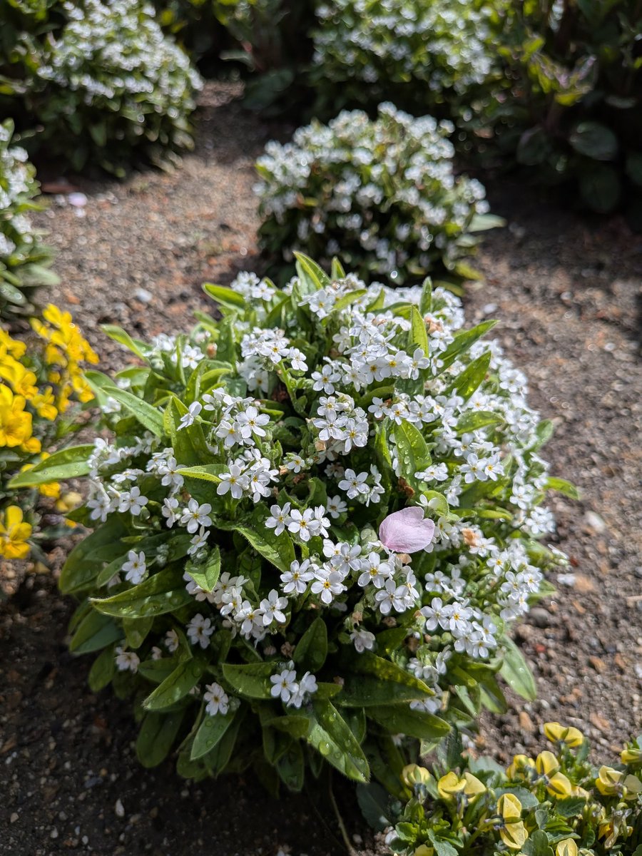 ﾍﾞﾘﾍﾞﾘｰｻ tweet media