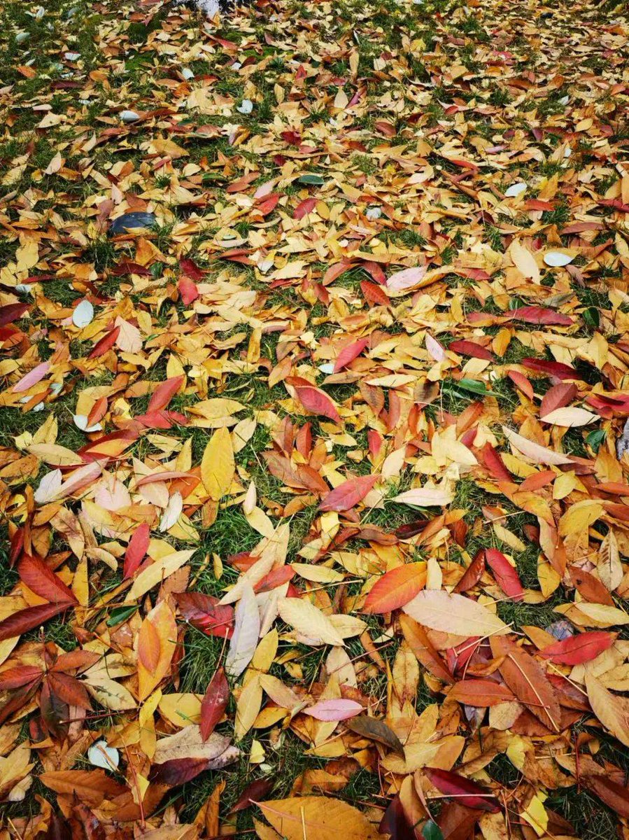 qsigllc's tweet photo. Autumn breeze, golden leaves, and cozy sweaters—perfect for a walk that feels like a warm hug. https://t.co/QDdwKMzAFH