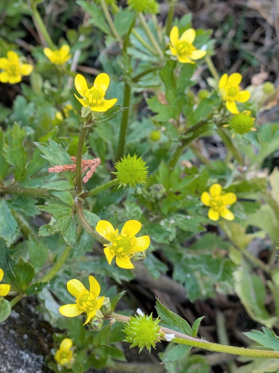 😺❤飛虎🐅杏🍑❤😺(ぴと) tweet media