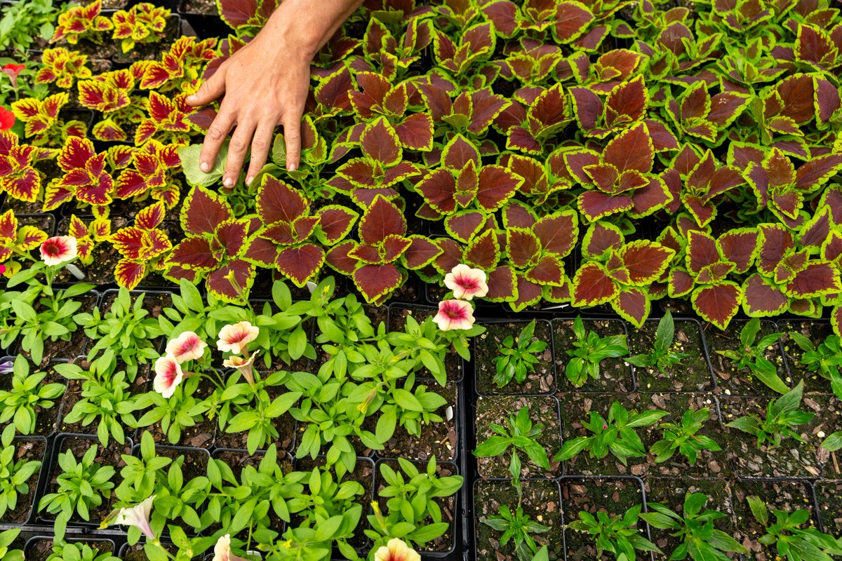 Texas A&M AgriLife Extension Service tweet media