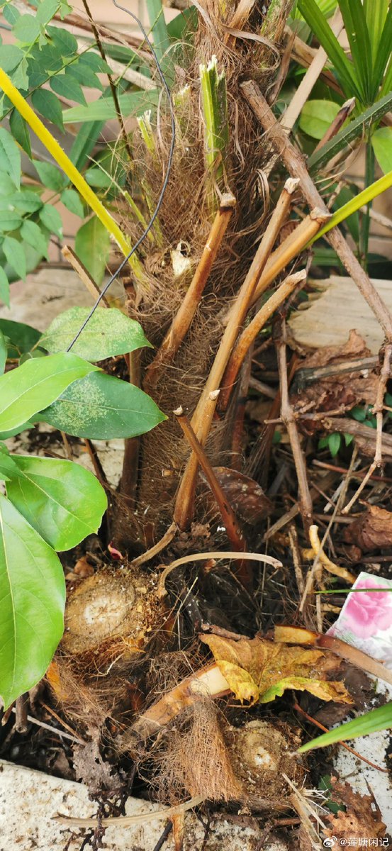 Édith Faure tweet media