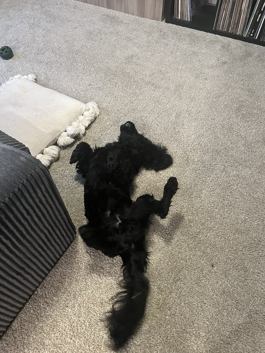 おっちょこちょいのいぬ tweet media