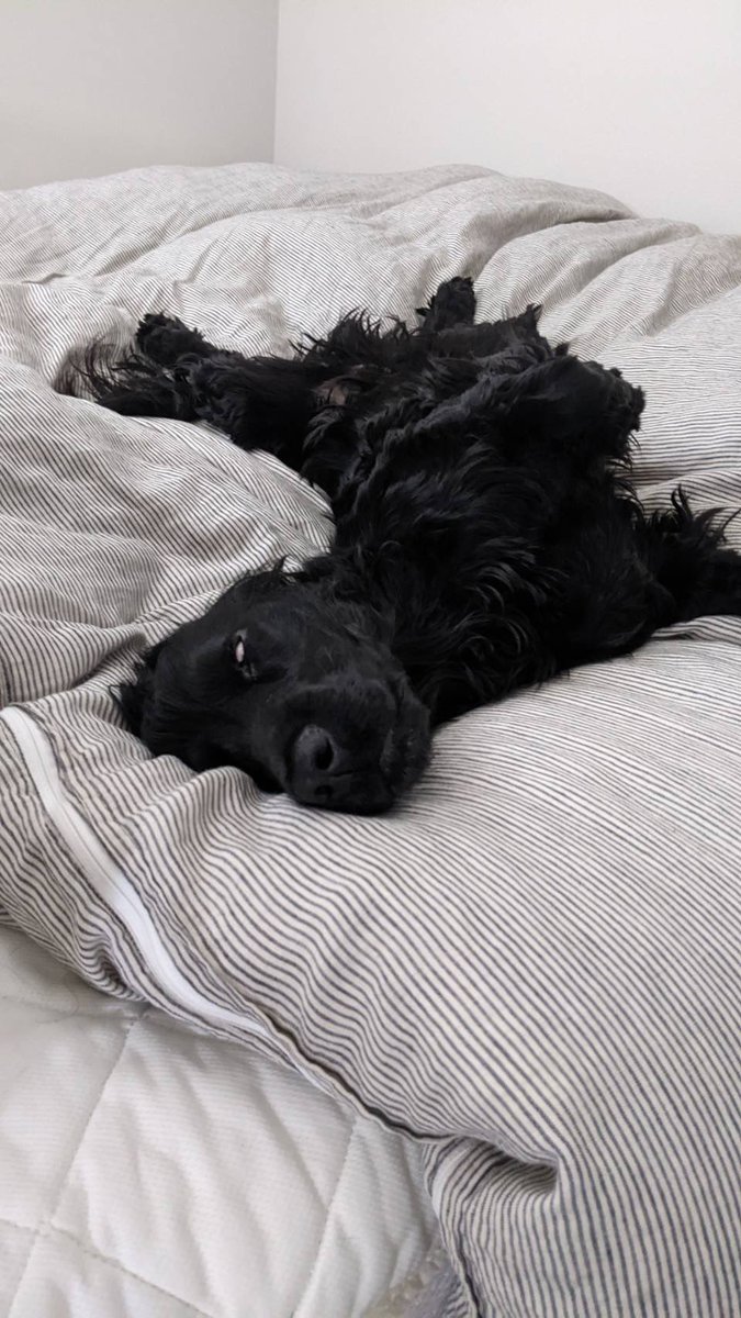 おっちょこちょいのいぬ tweet media