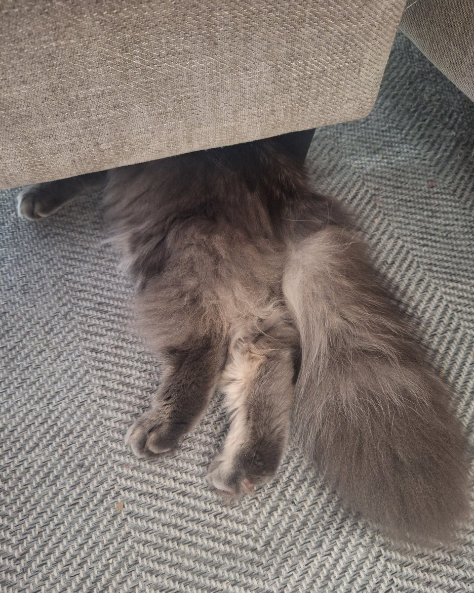 めんだこ tweet media