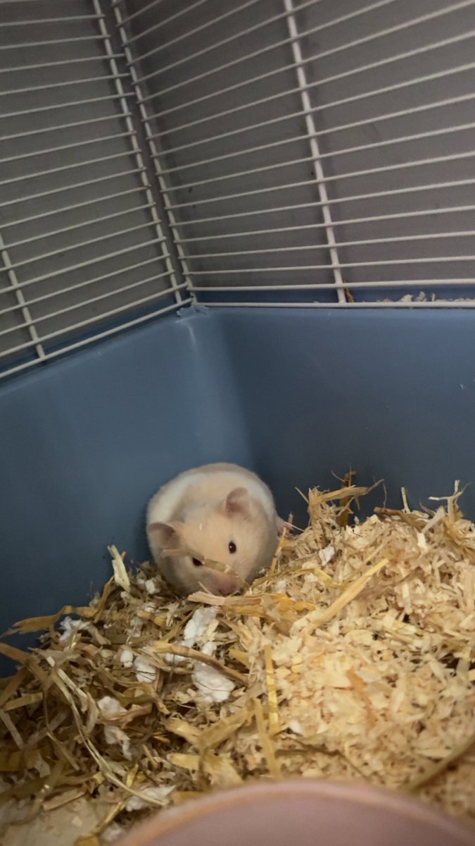 ⋆˚꩜｡SKYLER(THE oasis fan)saw oasis｡꩜˚⋆ tweet media