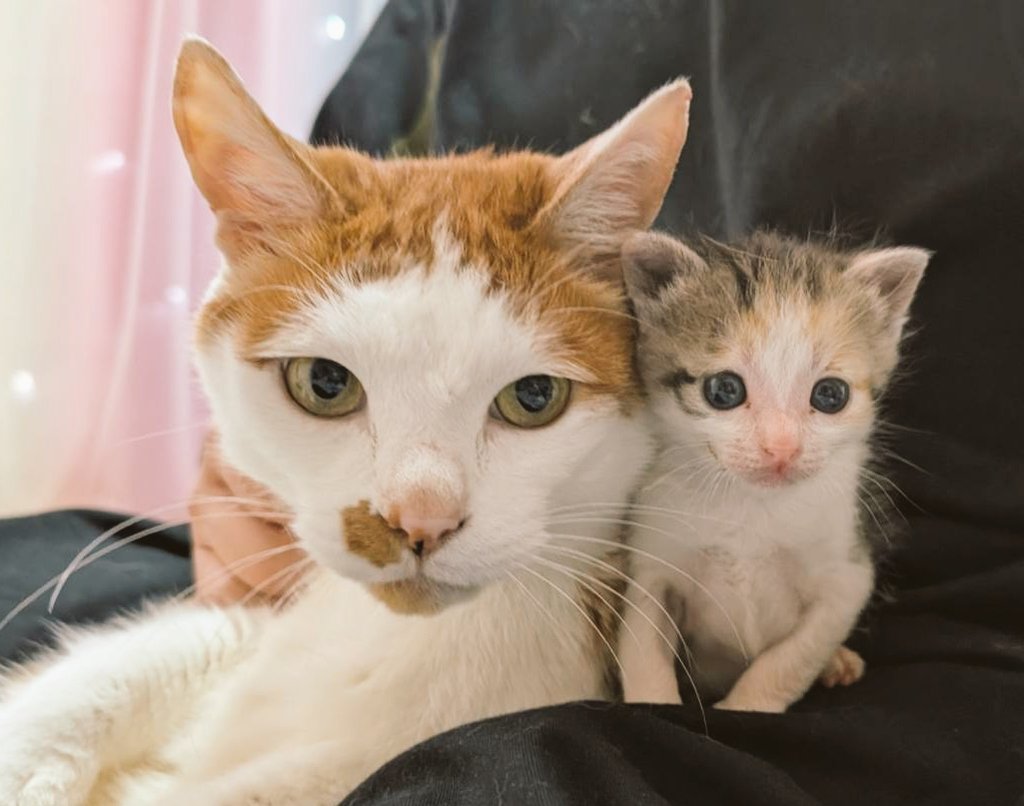 食べ未華子 tweet media