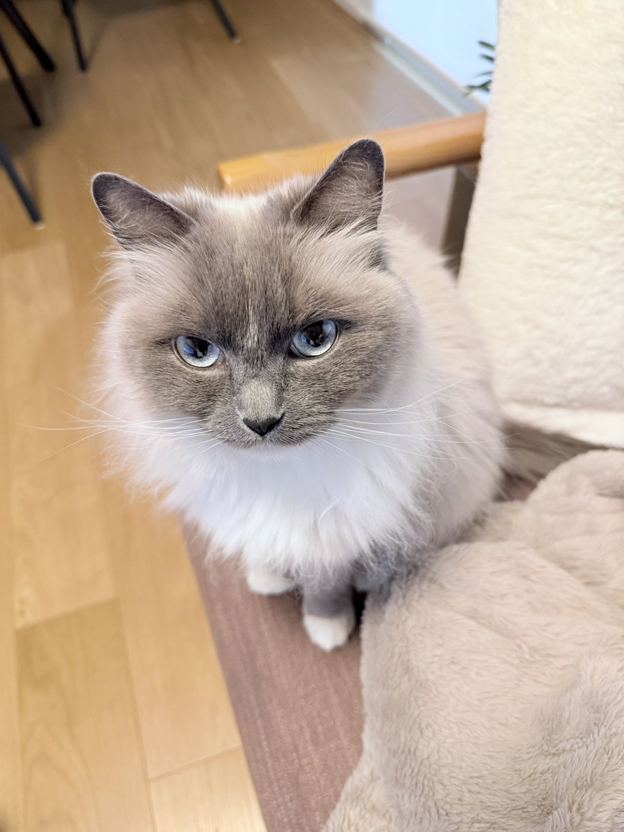 🐱ぽもち🐱 tweet media